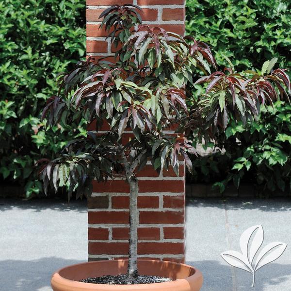 Bonanza Patio Peach Dwarf