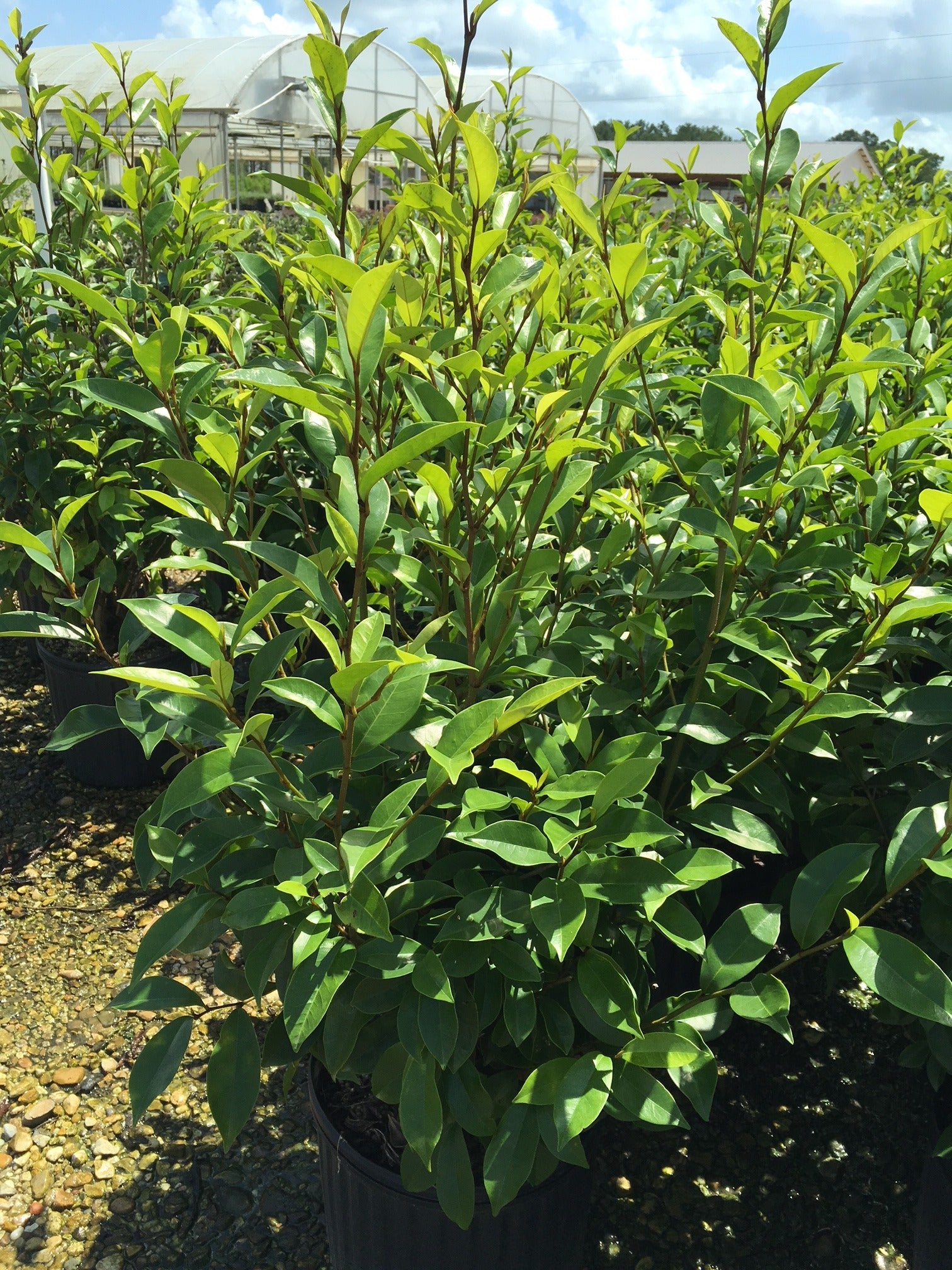 Sweet Smelling Banana Shrub (Laffy Taffy Tree)