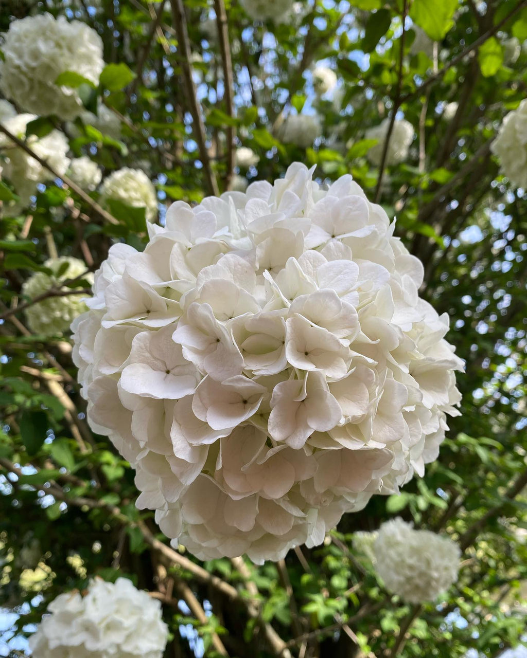 Snowball Viburnum
