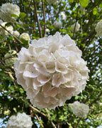 Snowball Viburnum