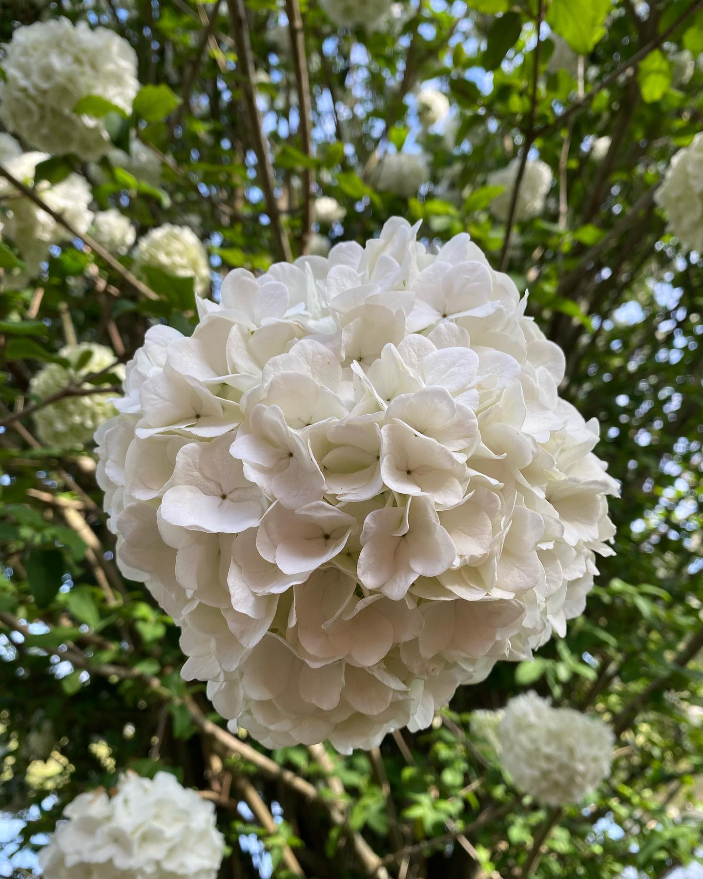Snowball Viburnum