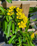 Butterfly Vine (Mascagnia)