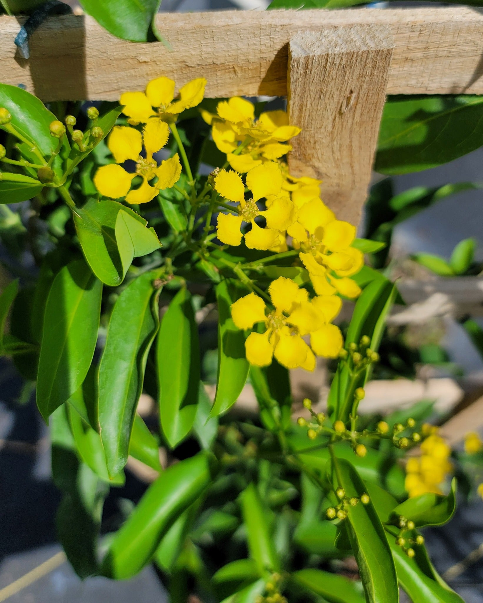 Butterfly Vine (Mascagnia)