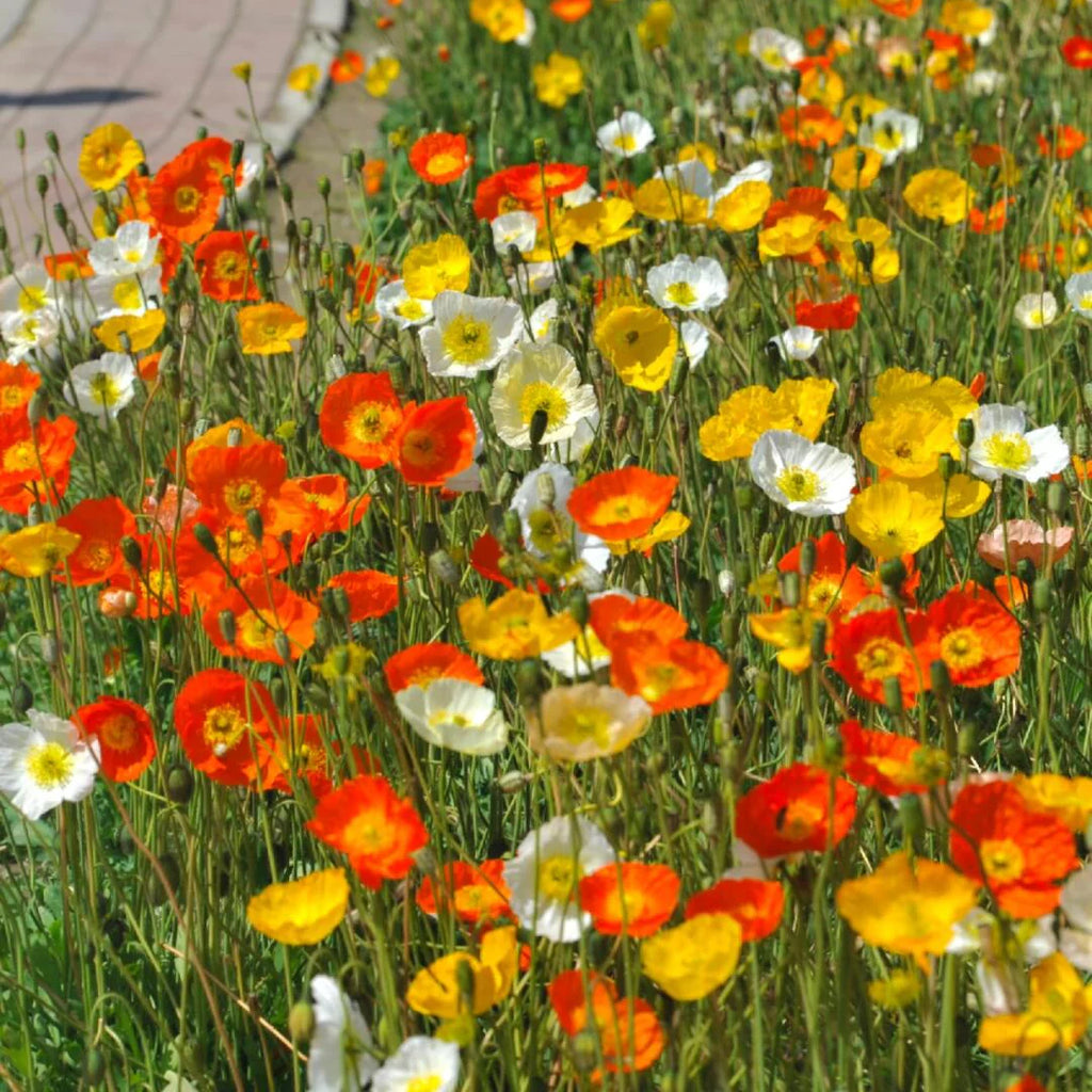 Champagne Bubbles Poppies