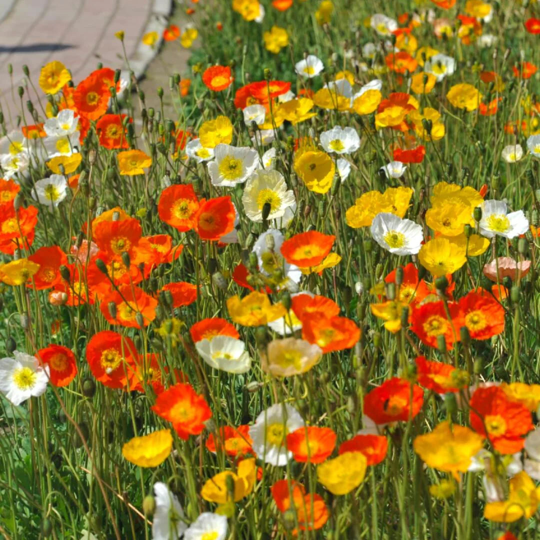 Champagne Bubbles Poppies