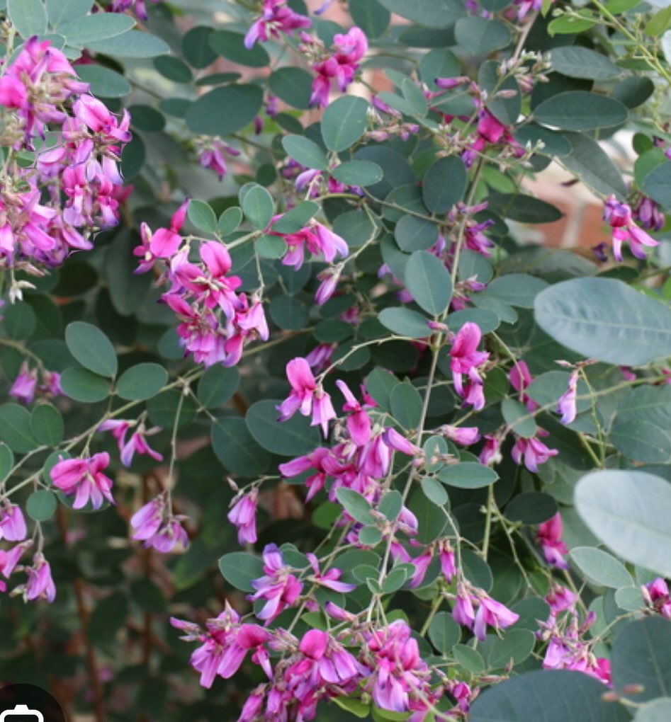 Lespedeza ‘Little Volcano’ — The Fall Fireworks Show 🎆