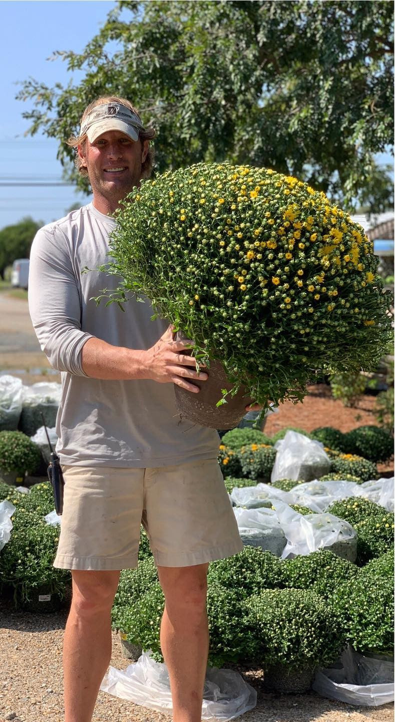 Pumpkin Spice Tri-Color Mum