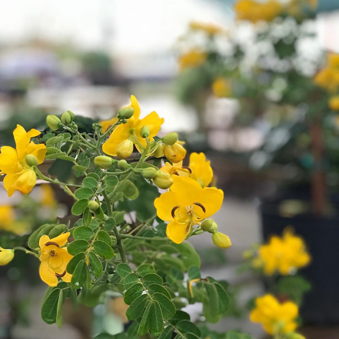 Cassia Peanut Tree