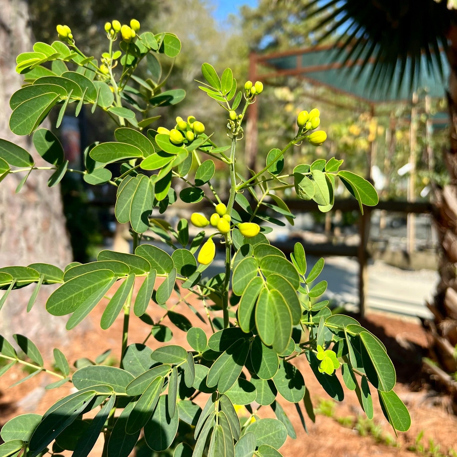 Cassia Peanut Tree