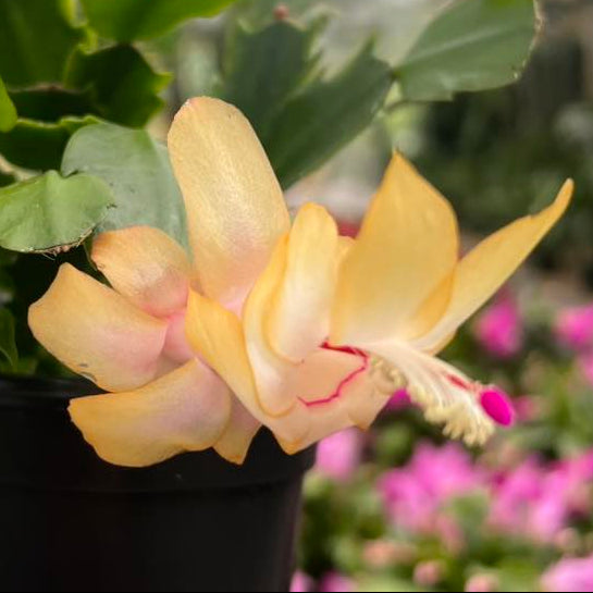 Dothan Nurseries Electric Lemon Dream Christmas Cactus