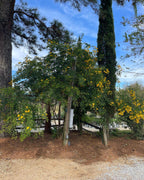 Cassia Peanut Tree