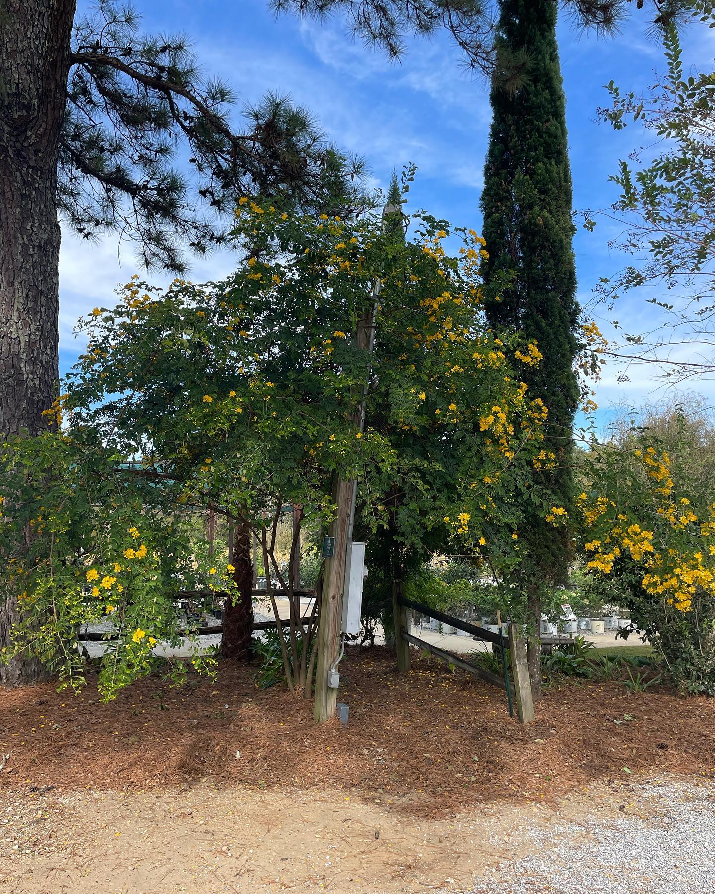 Cassia Peanut Tree