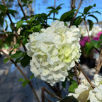 Snowball Viburnum