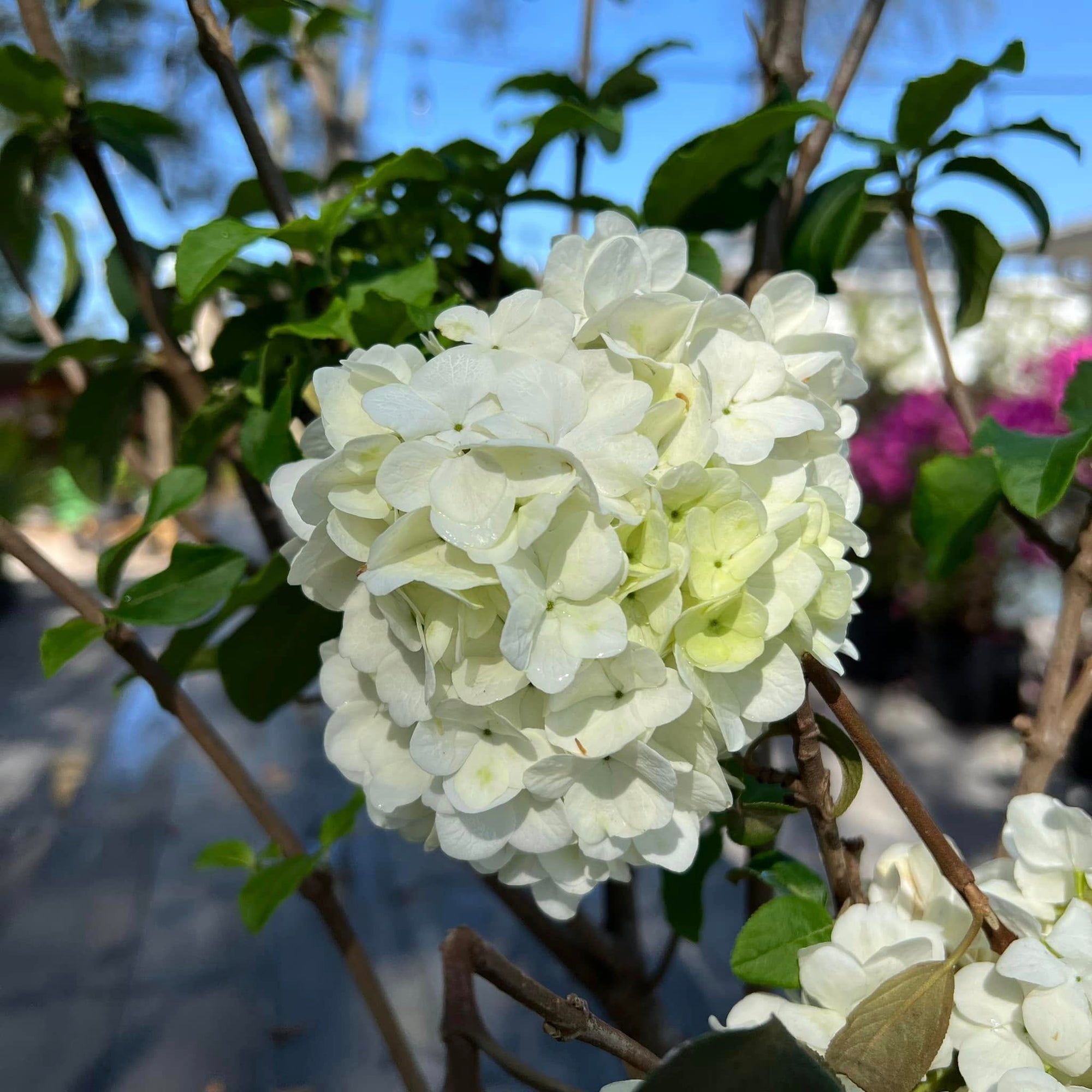 Snowball Viburnum