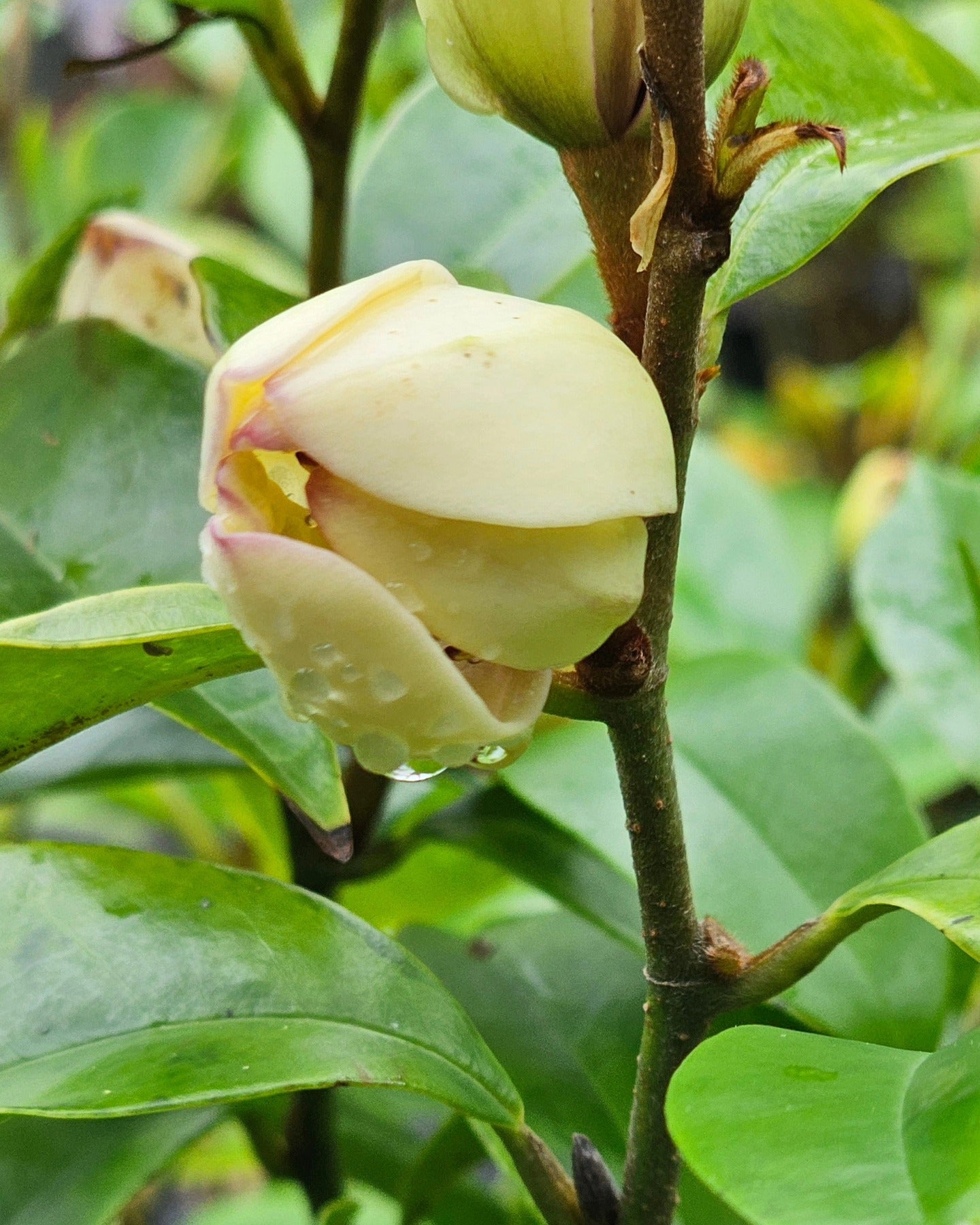 Sweet Smelling Banana Shrub (Laffy Taffy Tree)