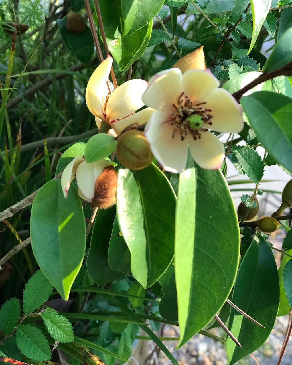 Sweet Smelling Banana Shrub (Laffy Taffy Tree)