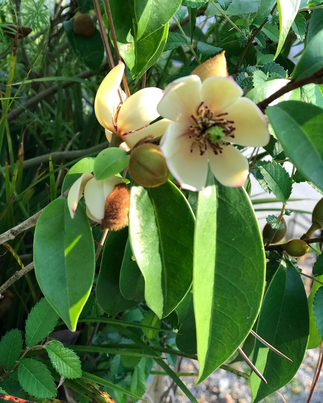 Sweet Smelling Banana Shrub (Laffy Taffy Tree)