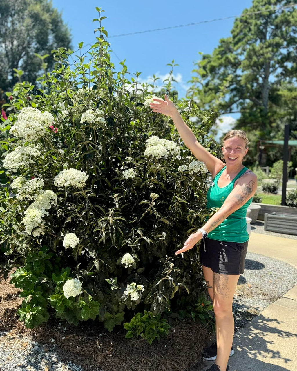 Snowball Viburnum