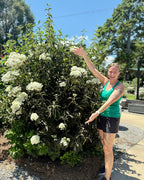Snowball Viburnum