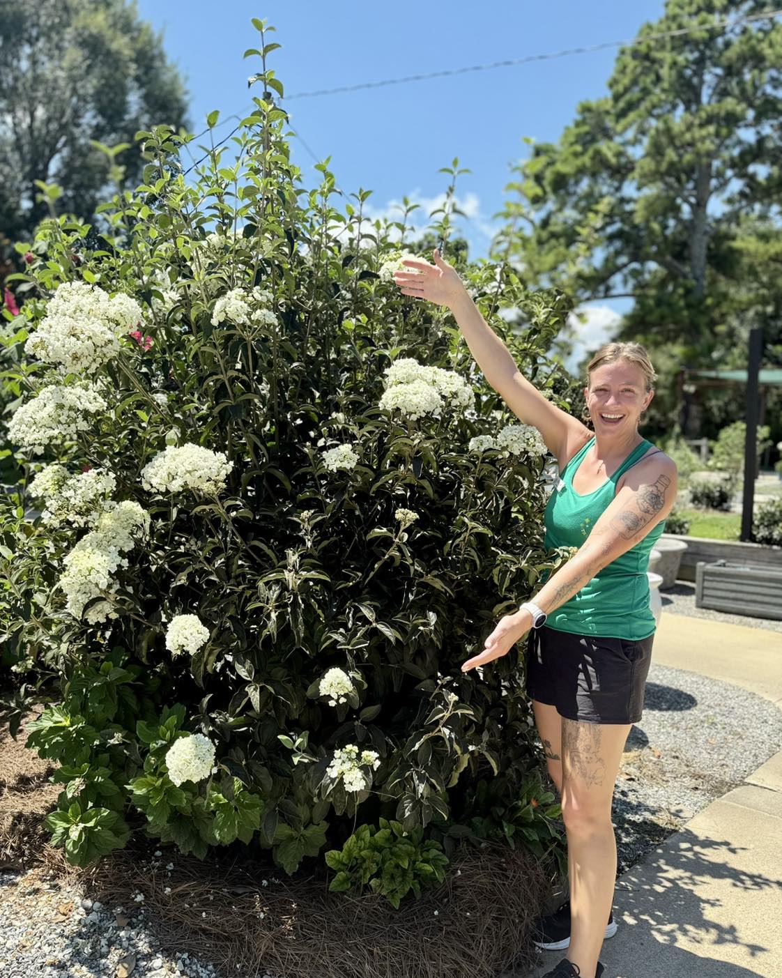 Snowball Viburnum