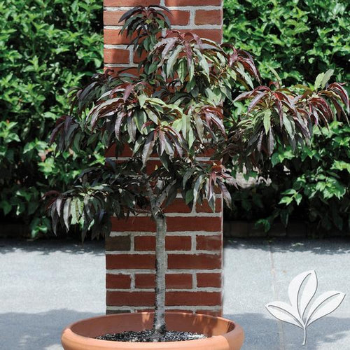 Bonanza Patio Peach Dwarf