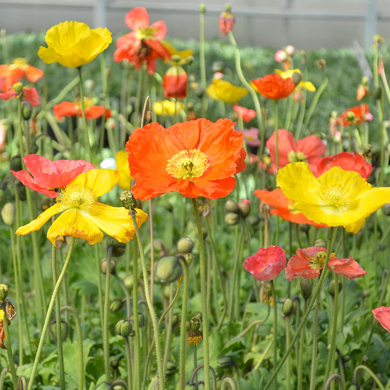 Champagne Bubbles Poppies