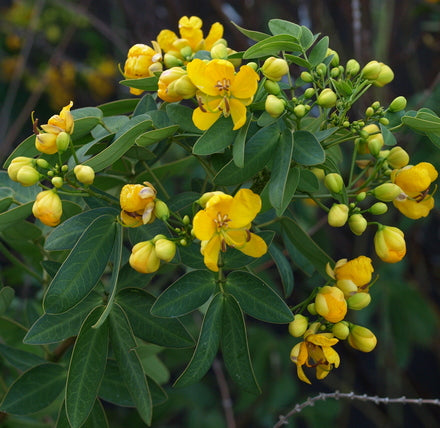 Cassia Peanut Tree