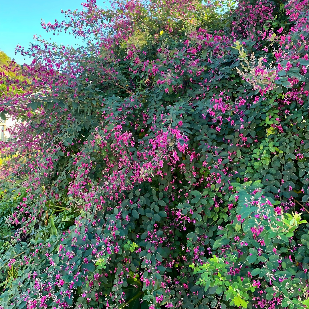 Lespedeza ‘Little Volcano’ — The Fall Fireworks Show 🎆