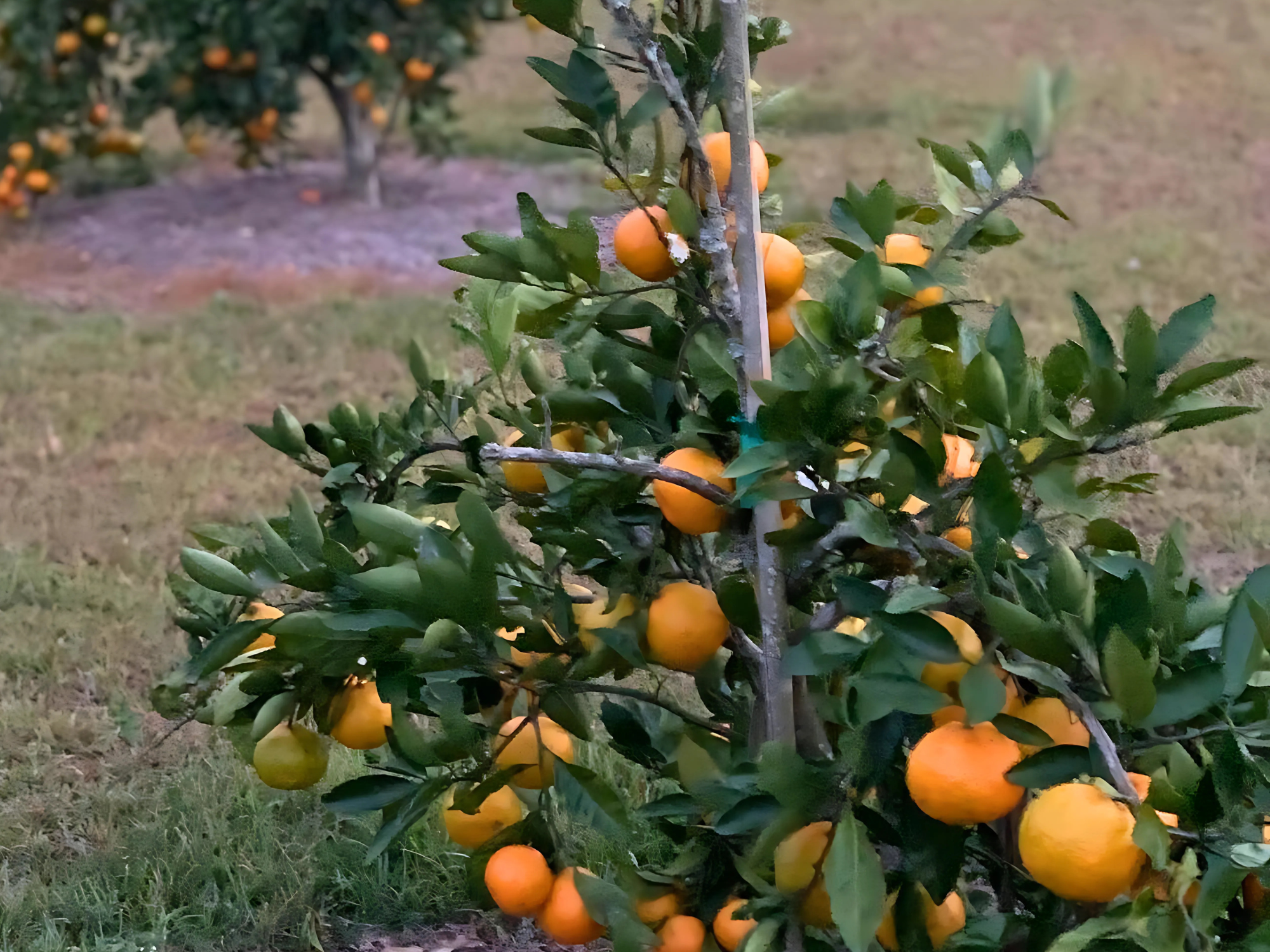Arctic Frost Satsuma