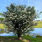 Snowball Viburnum