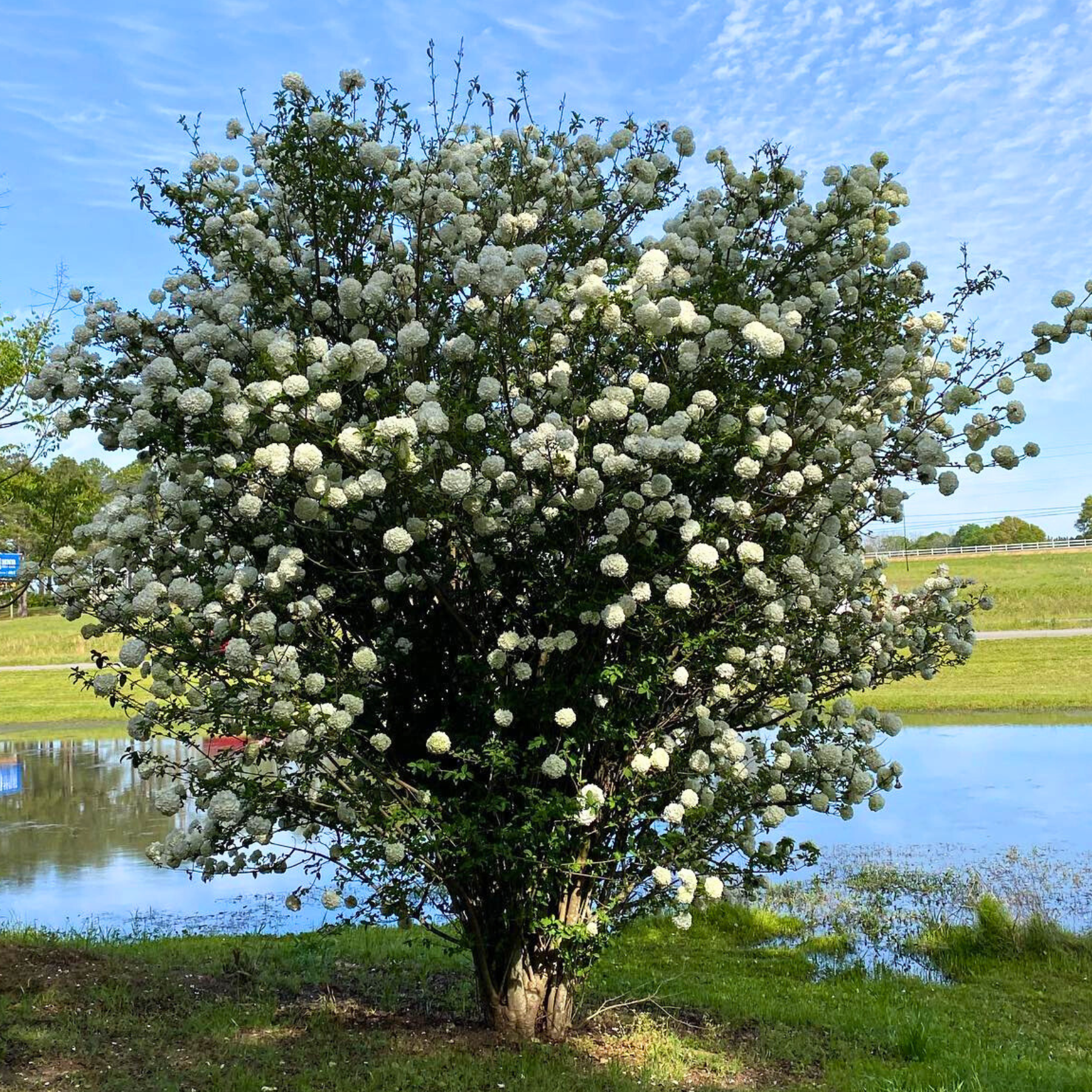 Snowball Viburnum