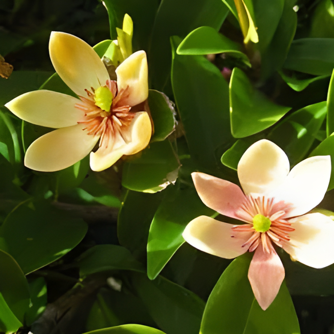 Sweet Smelling Banana Shrub (Laffy Taffy Tree)