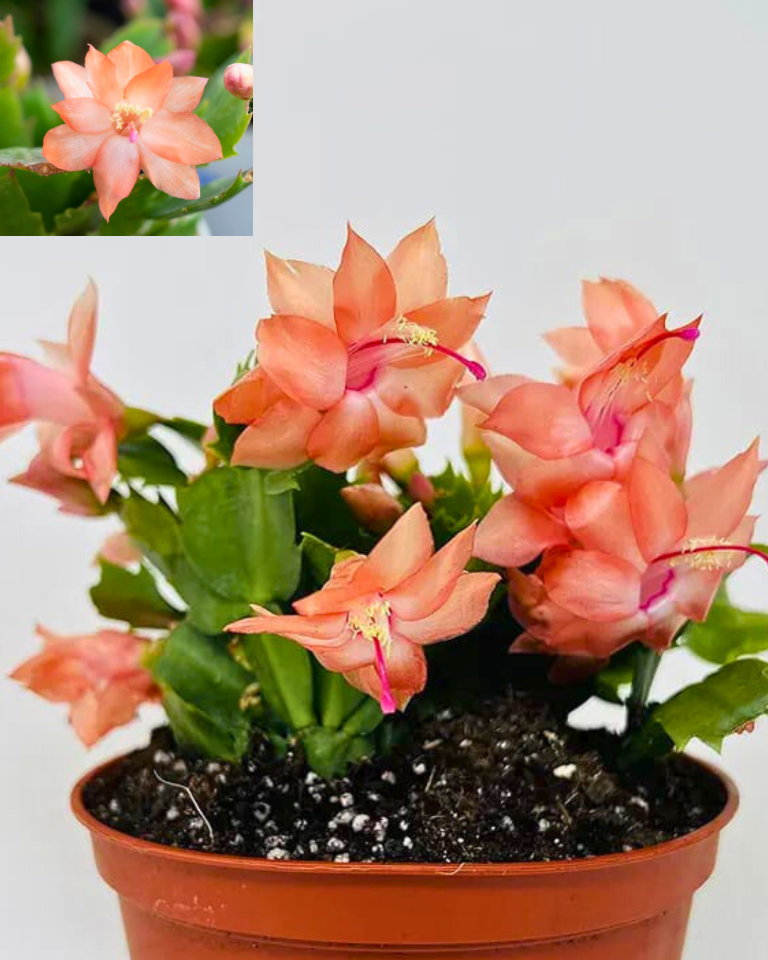 Dothan Nurseries Electric Tangerine Dream Christmas Cactus