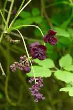 Chocolate Vine
