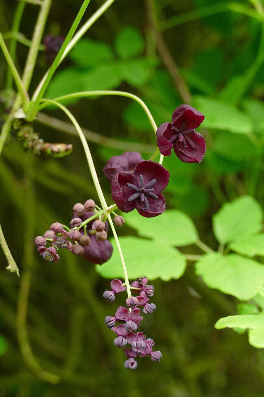 Chocolate Vine