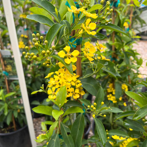 Butterfly Vine (Mascagnia)