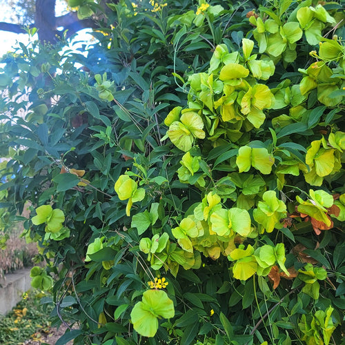 Butterfly Vine (Mascagnia)