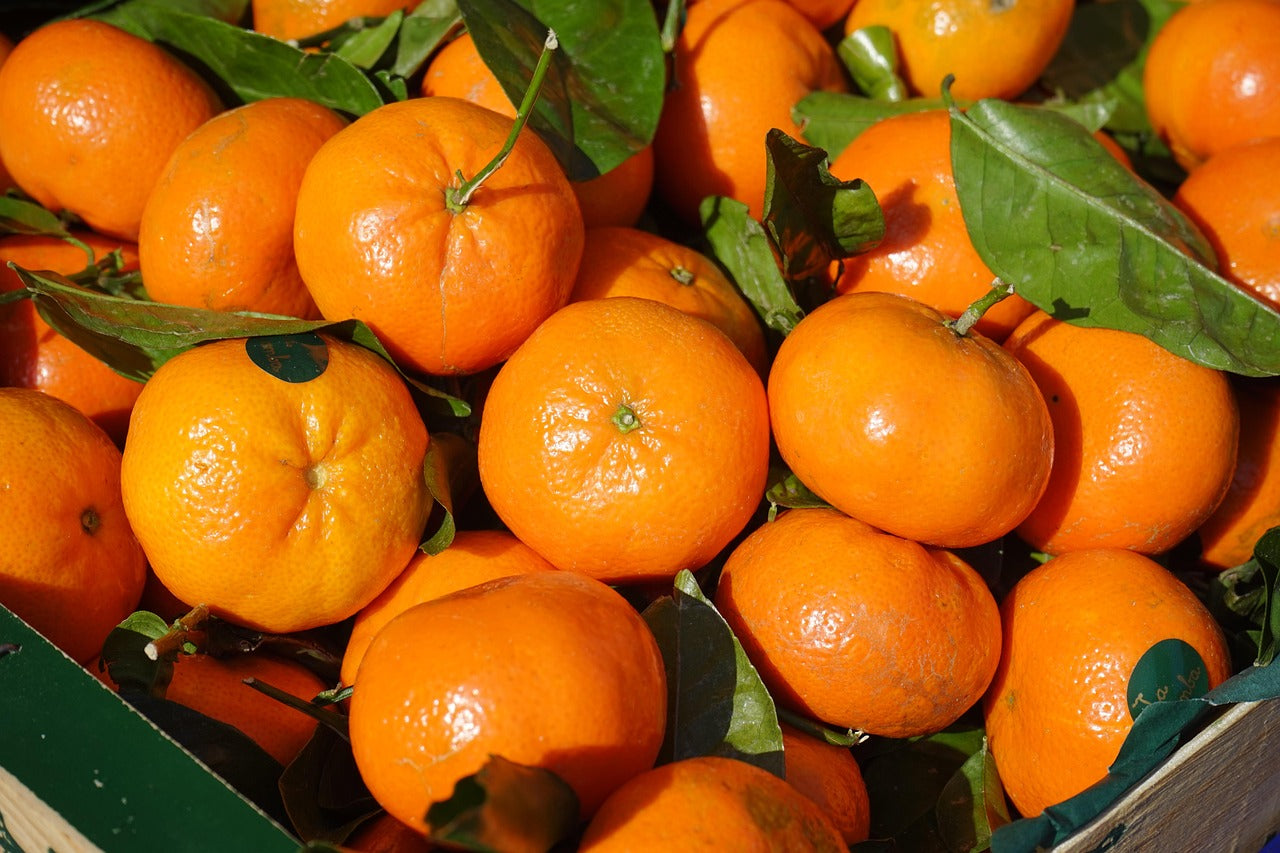 Arctic Frost Satsuma
