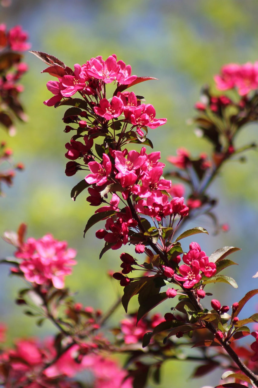 Prairiefire Crabapple Tree