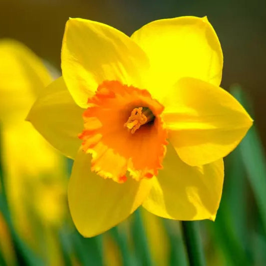 Narcissus Daffodil Bright Corsage
