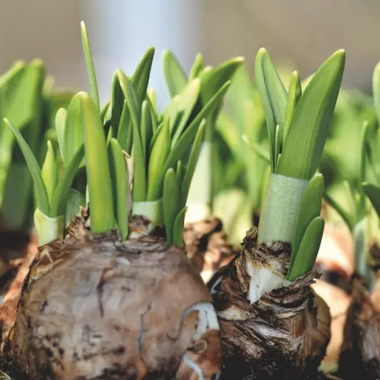 Narcissus Daffodil Bright Corsage
