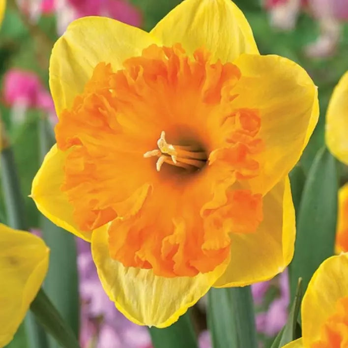 Narcissus Daffodil Bright Corsage