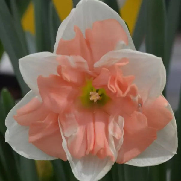 Narcissus Daffodil Raspberry Cream