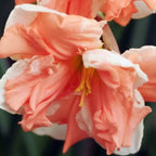 Narcissus Daffodil Raspberry Cream