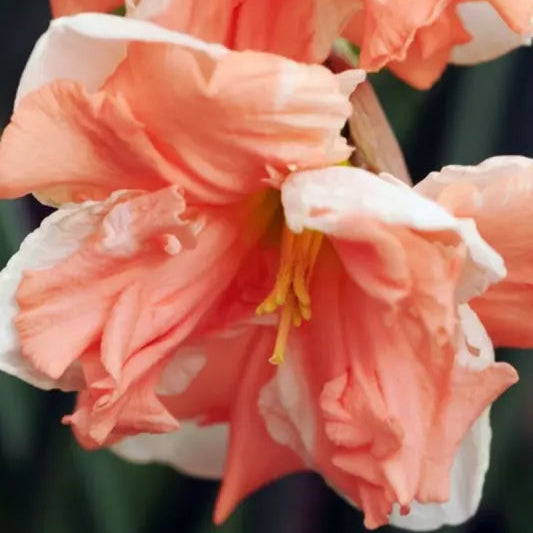 Narcissus Daffodil Raspberry Cream