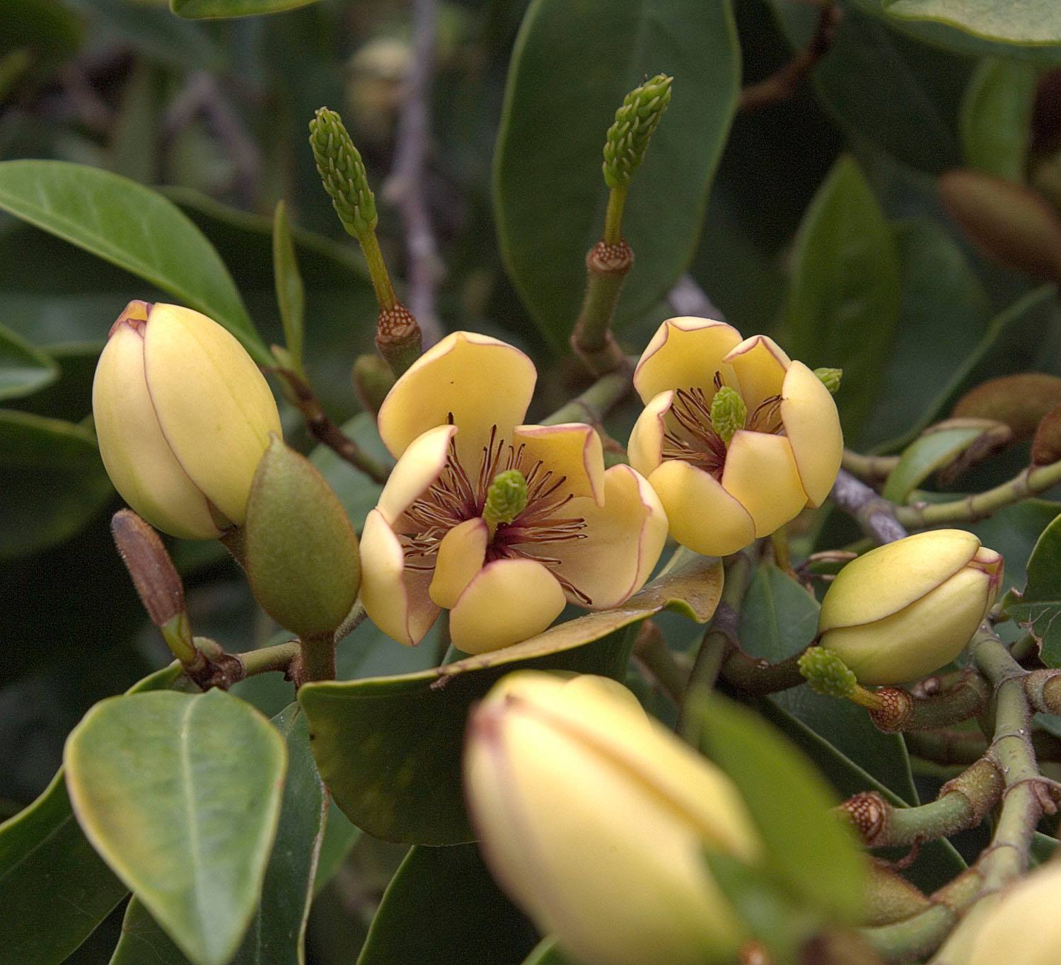 Sweet Smelling Banana Shrub (Laffy Taffy Tree)