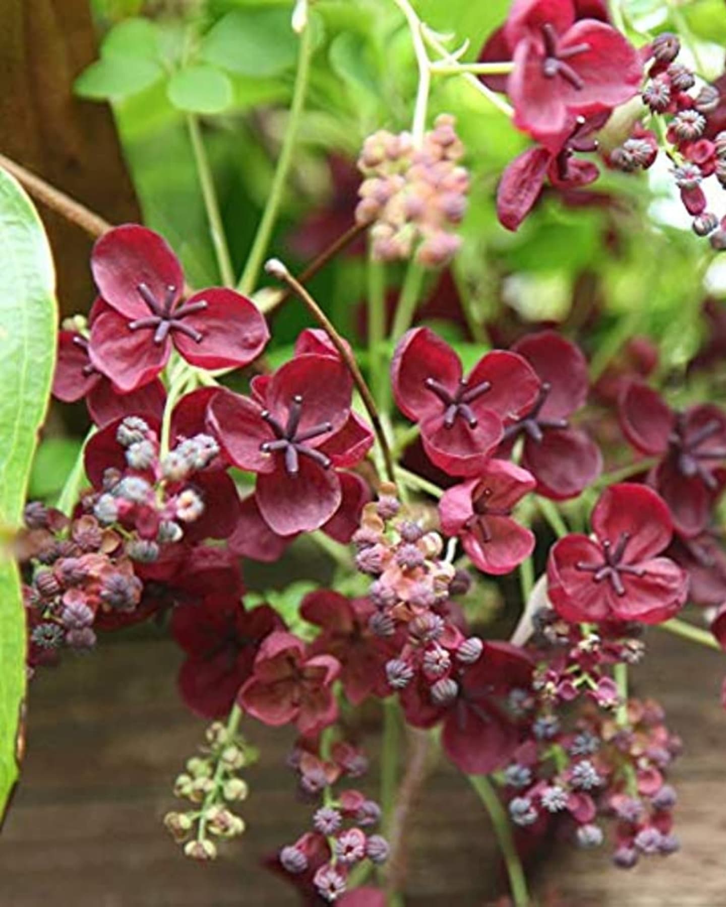 Chocolate Vine