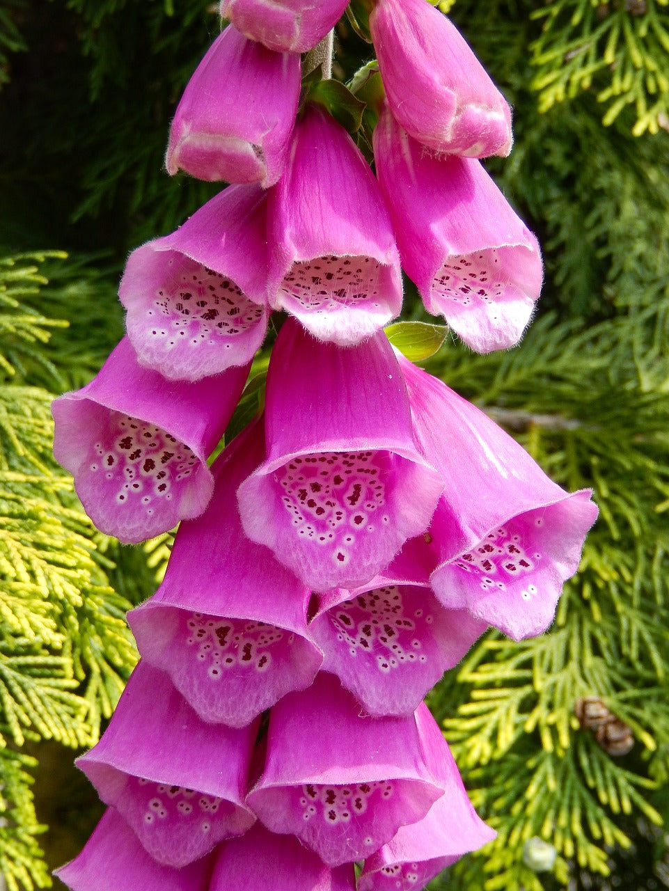 Foxglove
