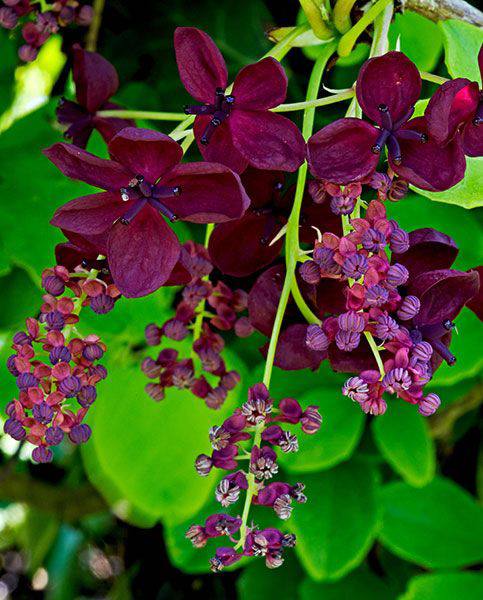 Chocolate Vine