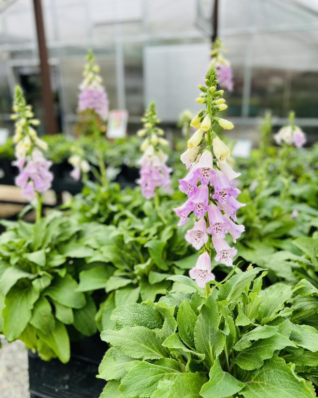 Foxglove